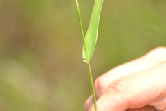 Dichanthelium microcarpon