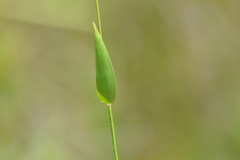 Dichanthelium microcarpon