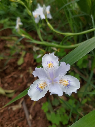 Fringed Iris