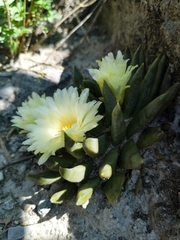 Ariocarpus trigonus