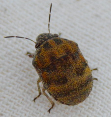 Orsilochides stictica