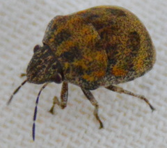 Orsilochides stictica