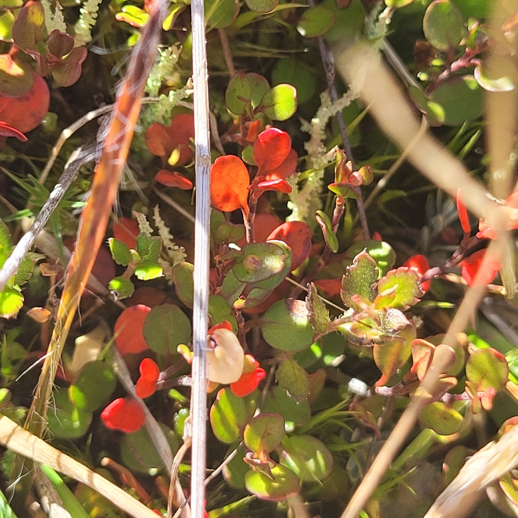 creeping raspwort from Selwyn District, Canterbury, New Zealand on ...