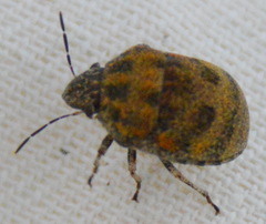 Orsilochides stictica