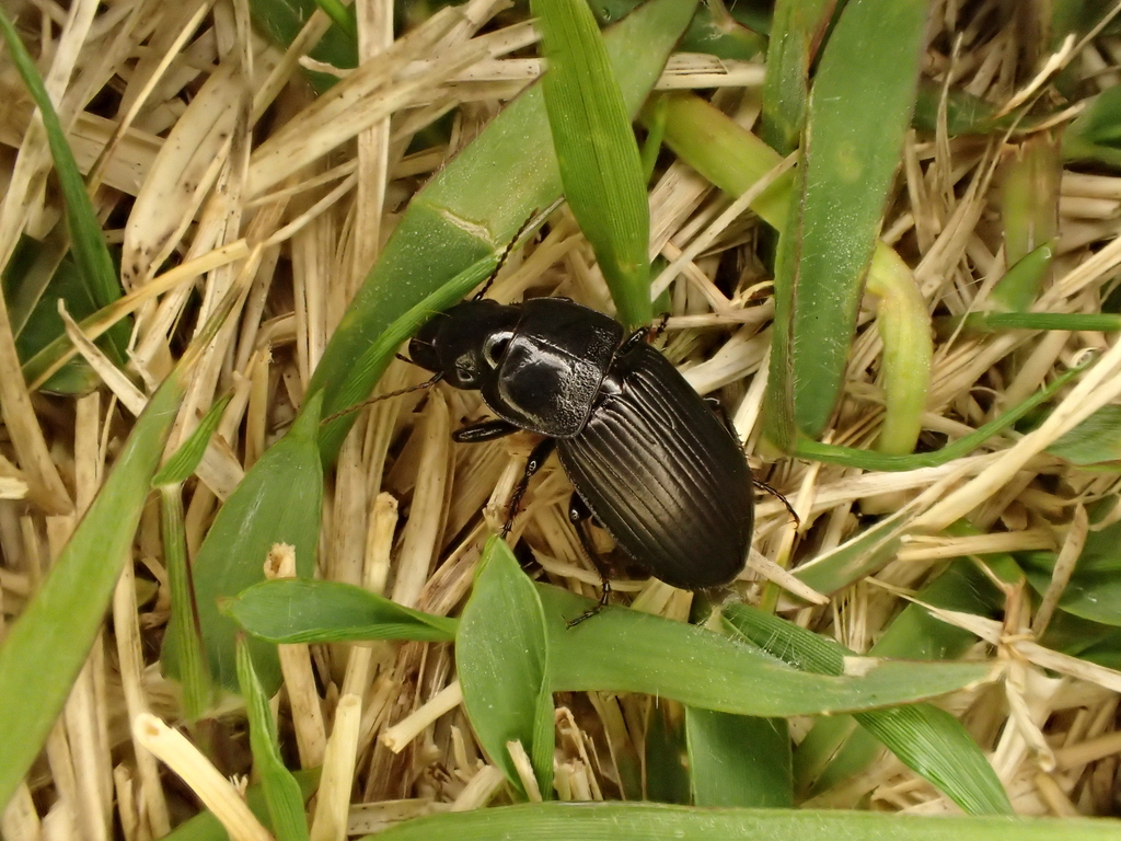 Harpalus crates