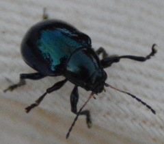 Typophorus nigritus