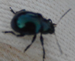 Typophorus nigritus
