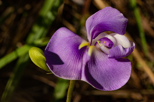 Vigna vexillata var. angustifolia image