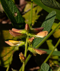 Eriosema pauciflorum image