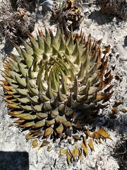 Ariocarpus trigonus