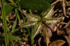 Eriosema pauciflorum image