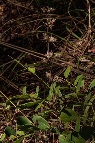 Barleria spinulosa image