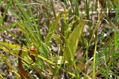 Platanthera flava herbiola
