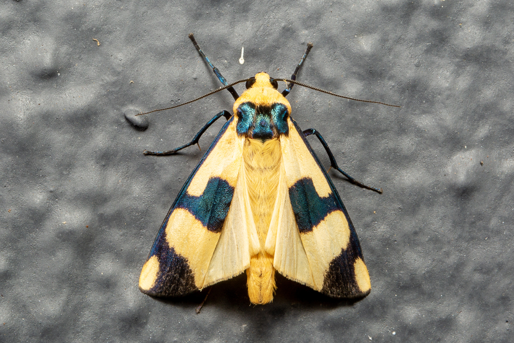 Oeonistis altica