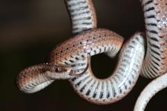 Contia tenuis