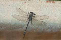 Tachopteryx thoreyi