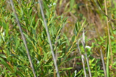 Salix petiolaris