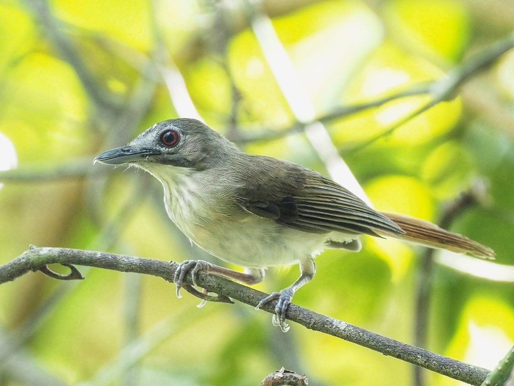 Moustached Babbler photo
