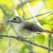 Moustached Babbler - Photo (c) Yingyod Lapwong, some rights reserved (CC BY-NC), uploaded by Yingyod Lapwong