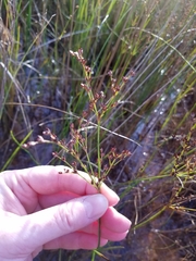 Juncus alpinoarticulatus