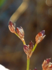 Juncus alpinoarticulatus