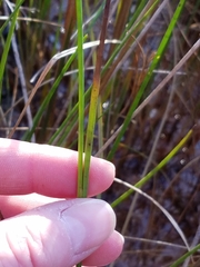 Juncus alpinoarticulatus