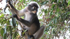 Dusky Leaf-Monkey photo 4