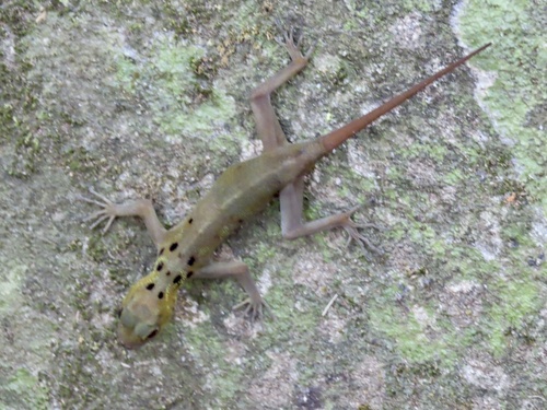 Con Dao Round Eyed Gecko