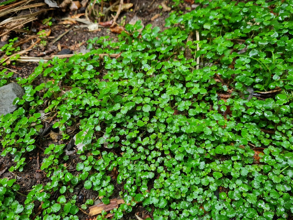 Australina pusilla pusilla from Old Coach Road, Tahakopa Bay, New ...