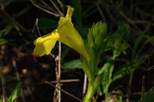 Siphonochilus kirkii image