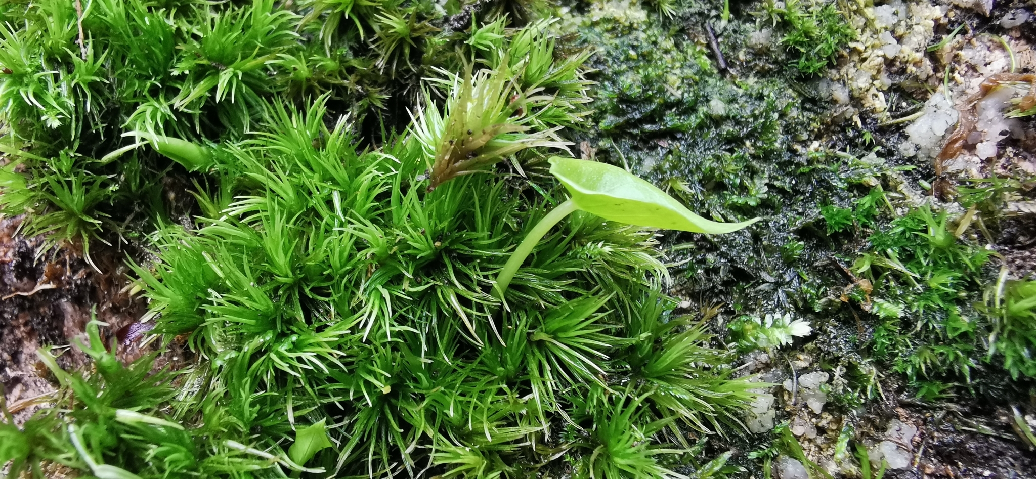 Pinellia peltata
