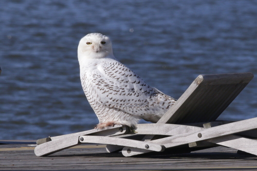 Snowy Owl photographed in Virginia