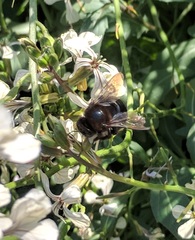 Xylocopa californica californica