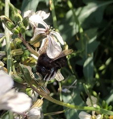 Xylocopa californica californica