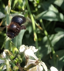 Xylocopa californica californica