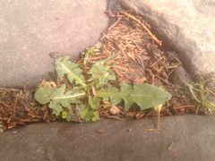 Taraxacum officinale