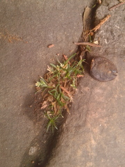 Poa annua