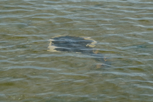 Banjofish (Banjos banjos) — Banjosidae
