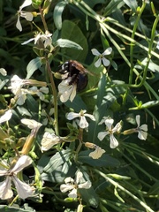 Xylocopa californica californica