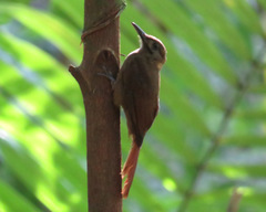 Dendrocincla fuliginosa