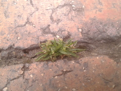 Poa annua