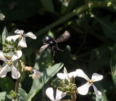 Xylocopa californica californica