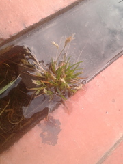 Poa annua