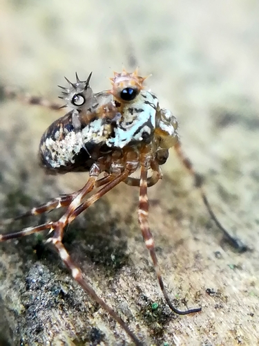 Megabunus diadema