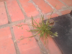 Poa annua
