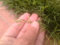 Poa annua