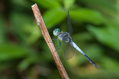 Cannaphila insularis