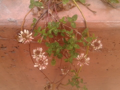 Trifolium repens
