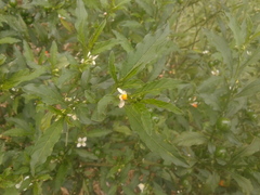 Solanum pseudocapsicum
