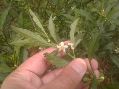Solanum pseudocapsicum